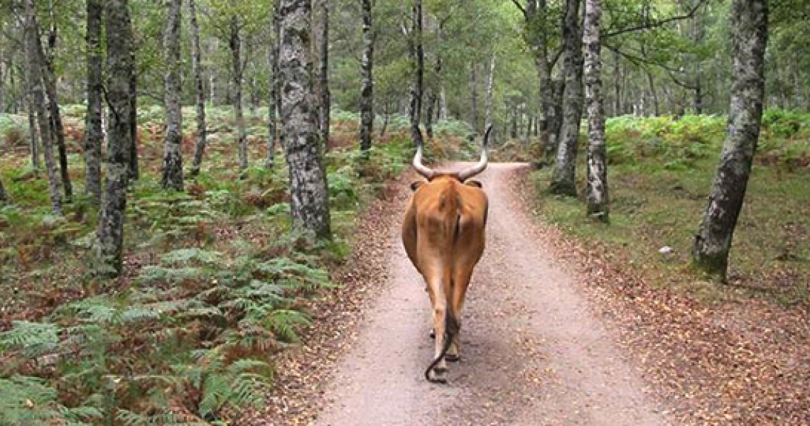 5 REASONS WHY TO EXPLORE THE GERÊS NATIONAL PARK WITH A LOCAL GUIDE