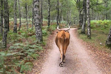 5 REASONS WHY TO EXPLORE THE GERÊS NATIONAL PARK WITH A LOCAL GUIDE