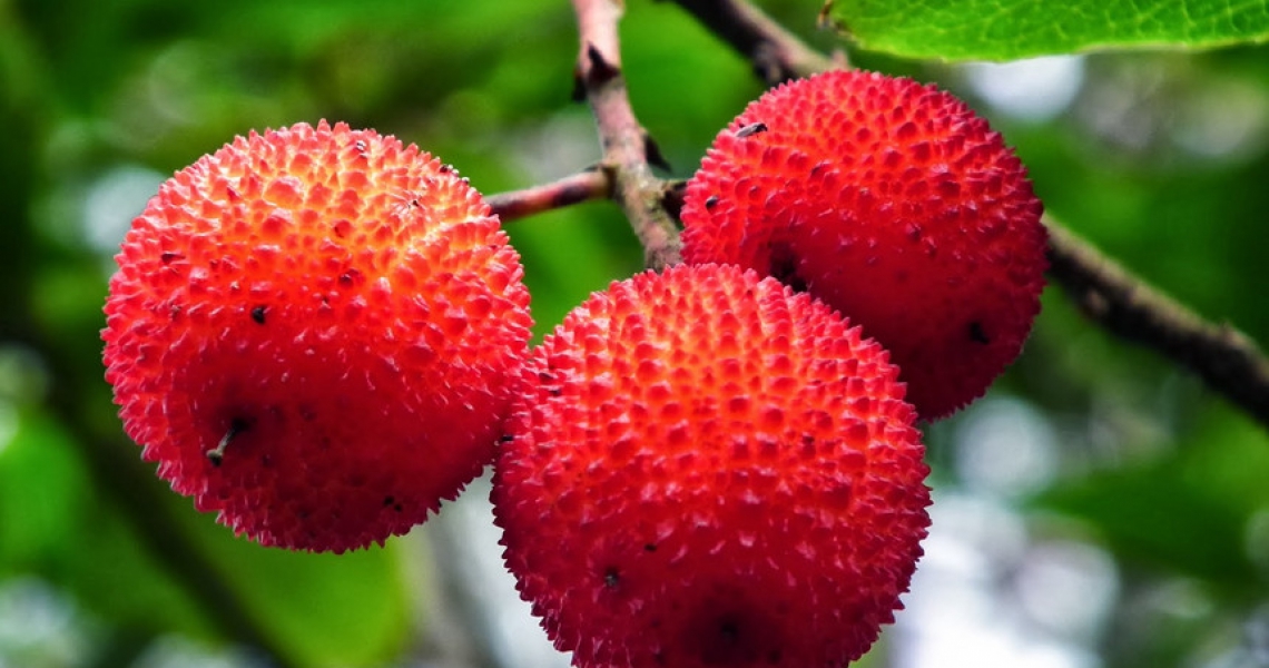 Medronho, One of the Taste of Fafião in Geres National Park