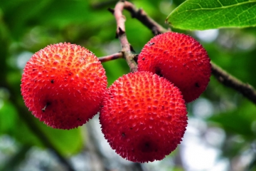 Medronho, One of the Taste of Fafião in Geres National Park