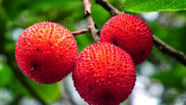 Medronho, One of the Taste of Fafião in Geres National Park