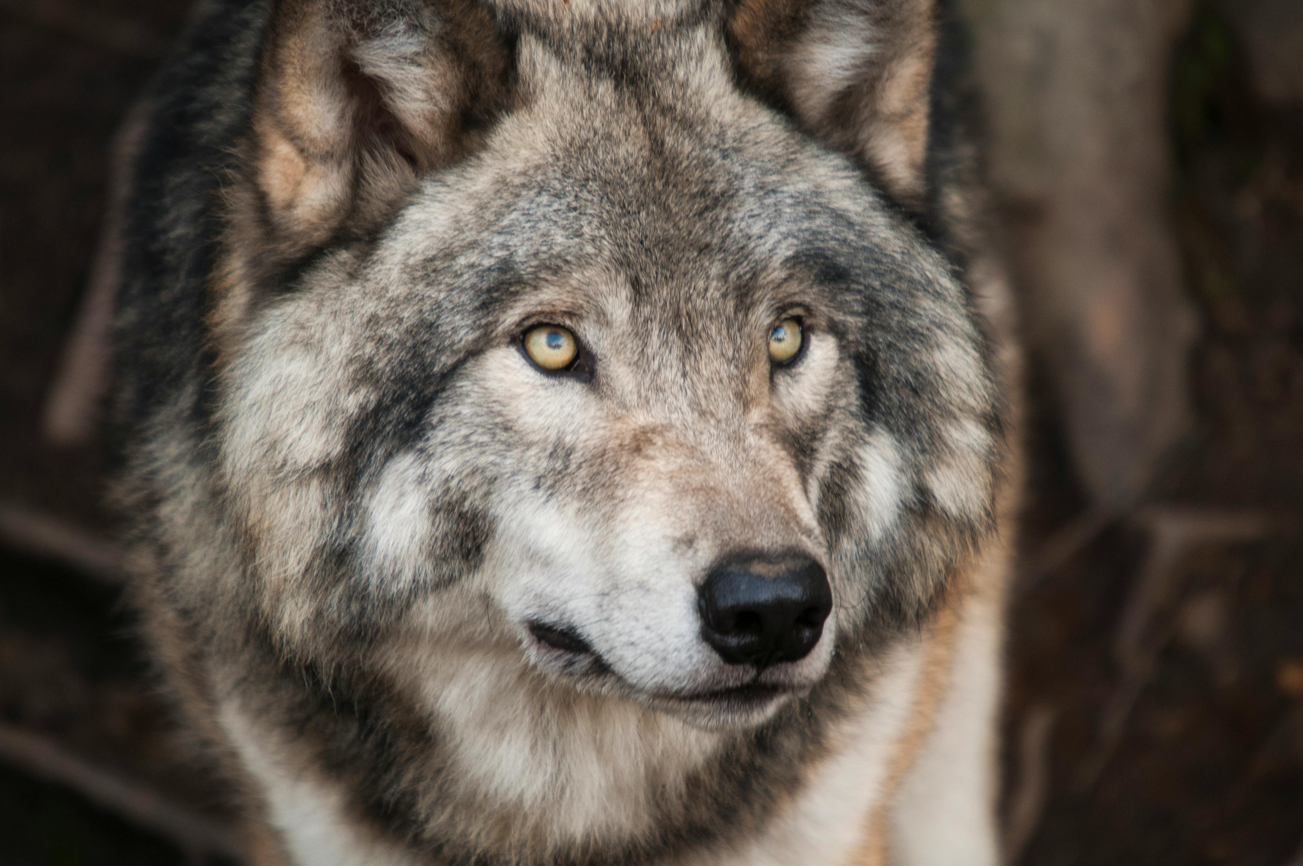 The Festival of the Wolf in Fafião: Celebrating Coexistence in Gerês