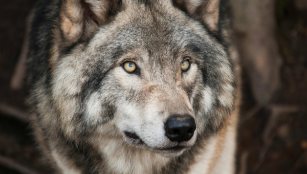 The Festival of the Wolf in Fafião: Celebrating Coexistence in Gerês